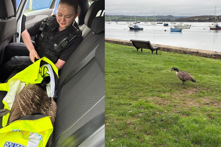 The 'arrested' goose in the back of the police car (left) and pictured after being released (right) (Picture: Saltash Police)