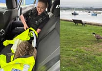 Police have luck catching goose on the loose in Saltash
