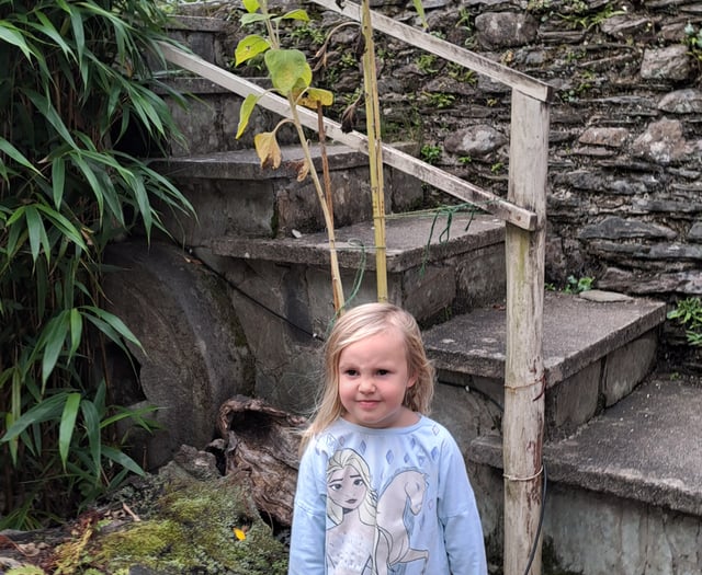 Forder in full bloom as village celebrates Sunflower success