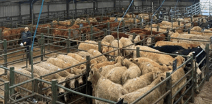 Hallworthy Livestock Market Report: Thursday, November 6