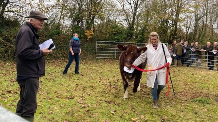 This year’s livestock showing was hosted at Calwetton Vets’ Training Centre in Merrymeet