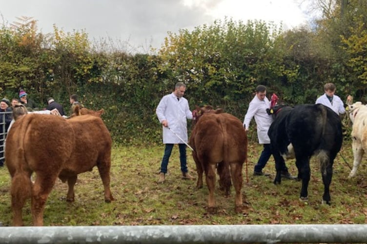 Show time in the cattle section of the 104th Liskeard Winter Fair