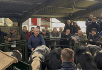 Hallworthy Livestock Market Report: Thursday, November 13