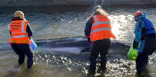 Experts take "difficult but kindest decision" to euthanise baby whale