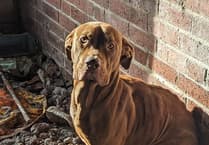 Reports of animals being abandoned on the rise