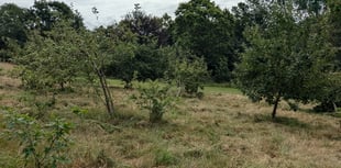 Forest for Cornwall marks five Years with Tincombe Park celebration