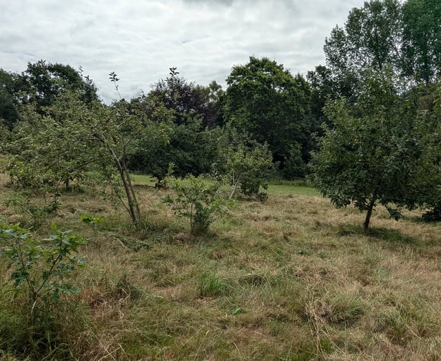 Forest for Cornwall marks five Years with Tincombe Park celebration