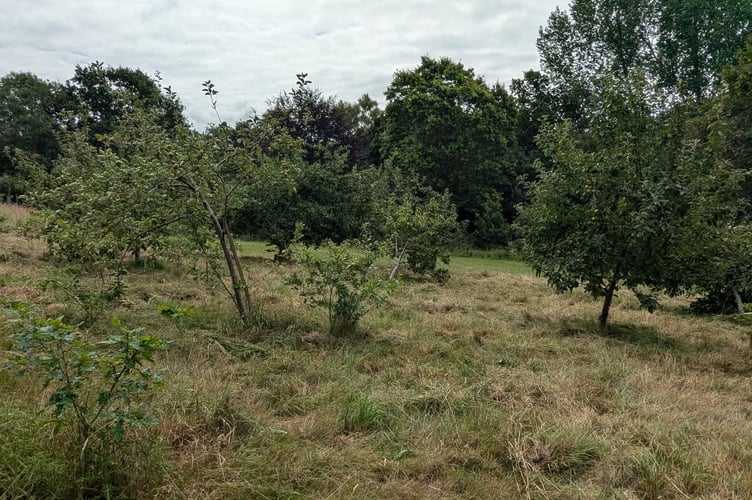 The very first planting for Forest for Cornwall took place in Tincombe Park in 201