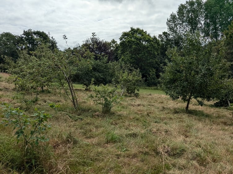 The very first planting for Forest for Cornwall took place in Tincombe Park in 201