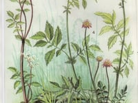 Times Past: ‘The finest living botanical illustrator’