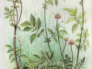 Times Past: ‘The finest living botanical illustrator’