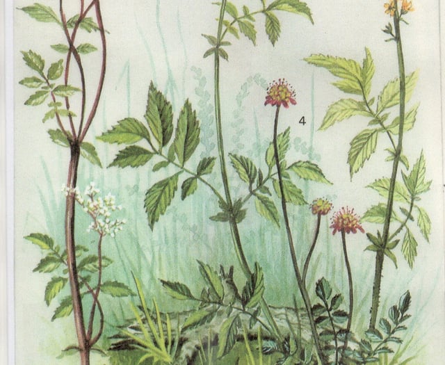 Times Past: ‘The finest living botanical illustrator’