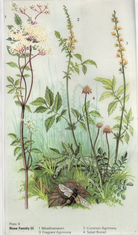 A Marjorie Blamey illustration from 'The Scented Wild Flowers of Britain'