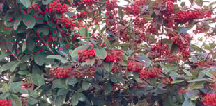 Gardening with Martin Pallett: Lots to be enjoying and looking at