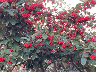 Gardening with Martin Pallett: Lots to be enjoying and looking at