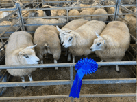 Hallworthy Livestock Market Report: Thursday, December 4