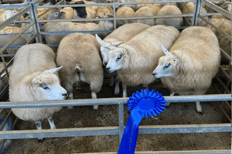  A fantastic show of stores for Hallworthy's show and sale day, a credit to all vendors who witnessed another great trade. 