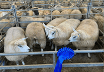 Hallworthy Livestock Market Report: Thursday, December 4