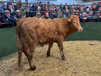 Hallworthy Livestock Market Report: Thursday, December 11