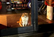 Cat burglar is the real deal at Tesco store in Cornwall