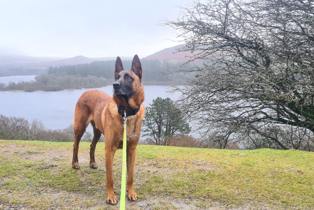 Lifeline charity helps former police dog back on his paws