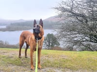 Lifeline charity helps former police dog back on his paws
