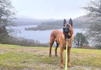 Lifeline charity helps former police dog back on his paws