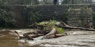 Fears fallen trees may cause historic bridge to collapse