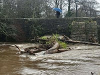 Fears fallen trees may cause historic bridge to collapse