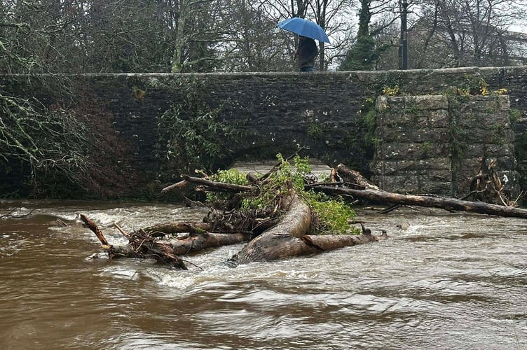 Trees collect dangerously close to the historic bridge in Lostwithiel (Pic: Richard Brassett).