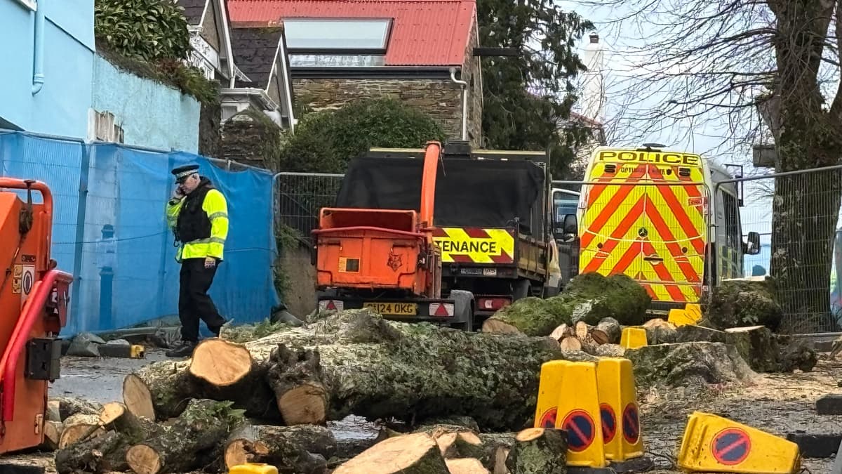 Council changes to be made following controversial felling of trees ...