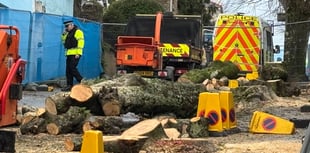 Council changes to be made following controversial felling of trees