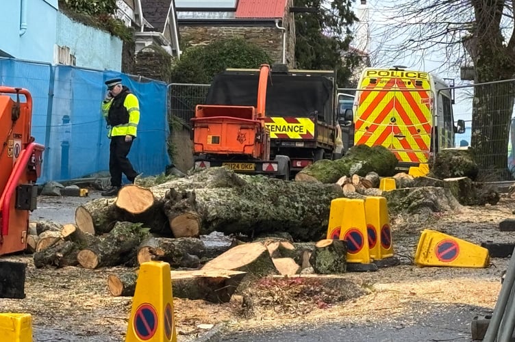 The remains of the Trelawney Road trees in Falmouth.