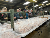 Hallworthy Livestock Market Report: Thursday, December 18
