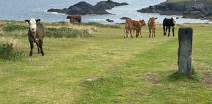 Cornish farmer fined after elderly dog walker attacked by cows
