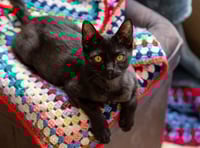 Cornwall residents invited to knit for pets in need this winter