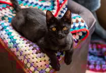 Cornwall residents invited to knit for pets in need this winter