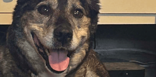 Rescue dog finds forever home in time for Christmas