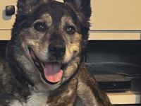 Rescue dog finds forever home in time for Christmas