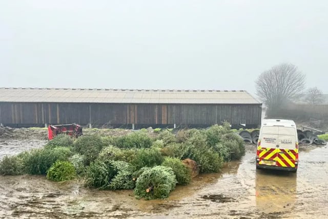 Cricket club’s Christmas tree collection raises funds for youth teams