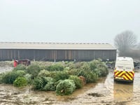 Cricket club’s Christmas tree collection raises funds for youth teams