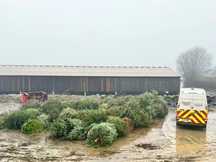 Cricket club’s Christmas tree collection raises funds for youth teams