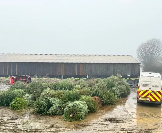 Cricket club’s Christmas tree collection raises funds for youth teams