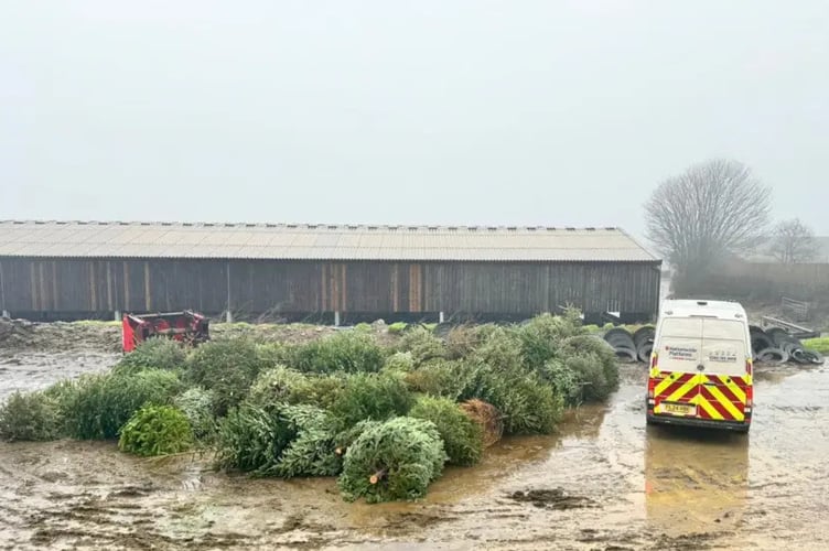 Saltash Cricket Club last year collected over 160 trees as part of a fundraising drive for the youth section