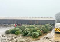 Cricket club’s Christmas tree collection raises funds for youth teams