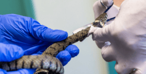 Liskeard incident one of many as RSPCA faces rising demand for rescues