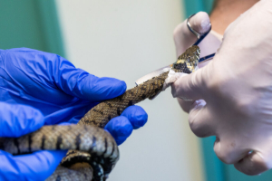 The incident saw a native grass snake rescued after becoming trapped in a cruel glue board