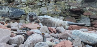 Cornish seal pup saved after 120km journey 