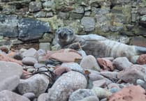 Cornish seal pup saved after 120km journey