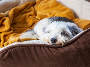 RSPCA tips on keeping pets safe and  cosy as Storm Goretti moves in